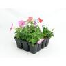 Petunia Mix