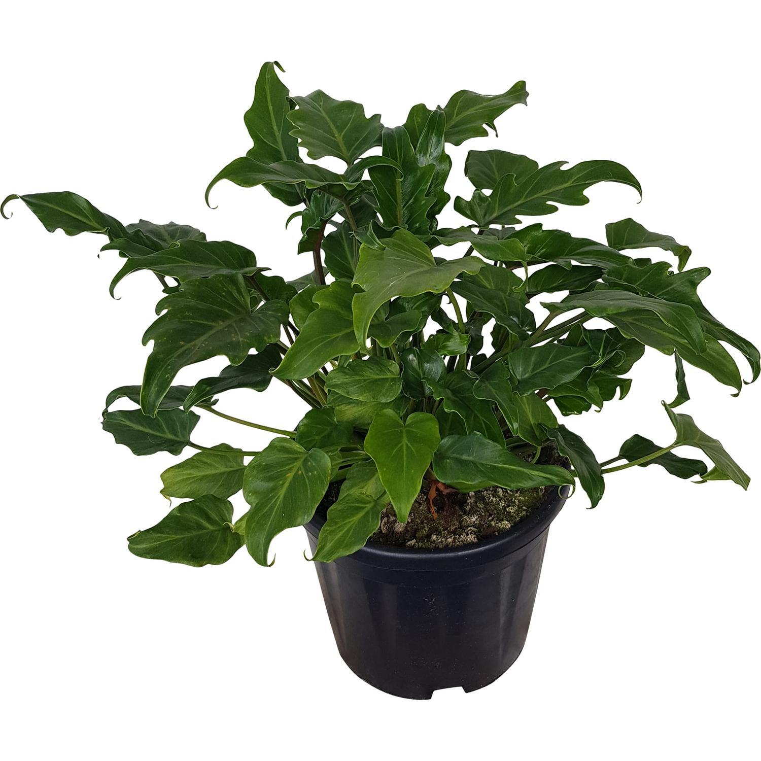 Philodendron Xanadu