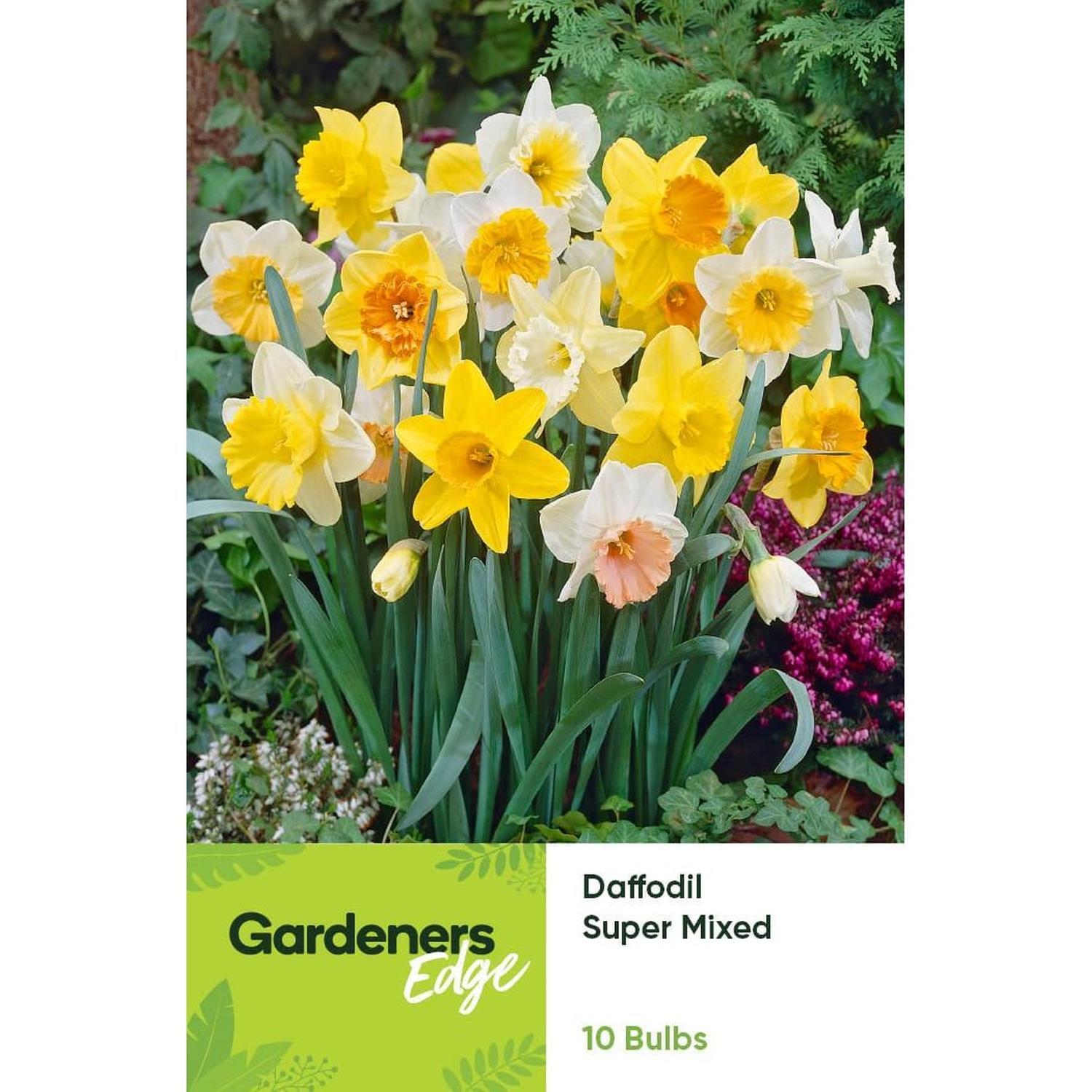 Daffodil Super Mixed 10 Pack