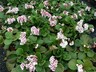Bergenia Marshmallow