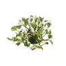 Epipremnum N Joy 12cm