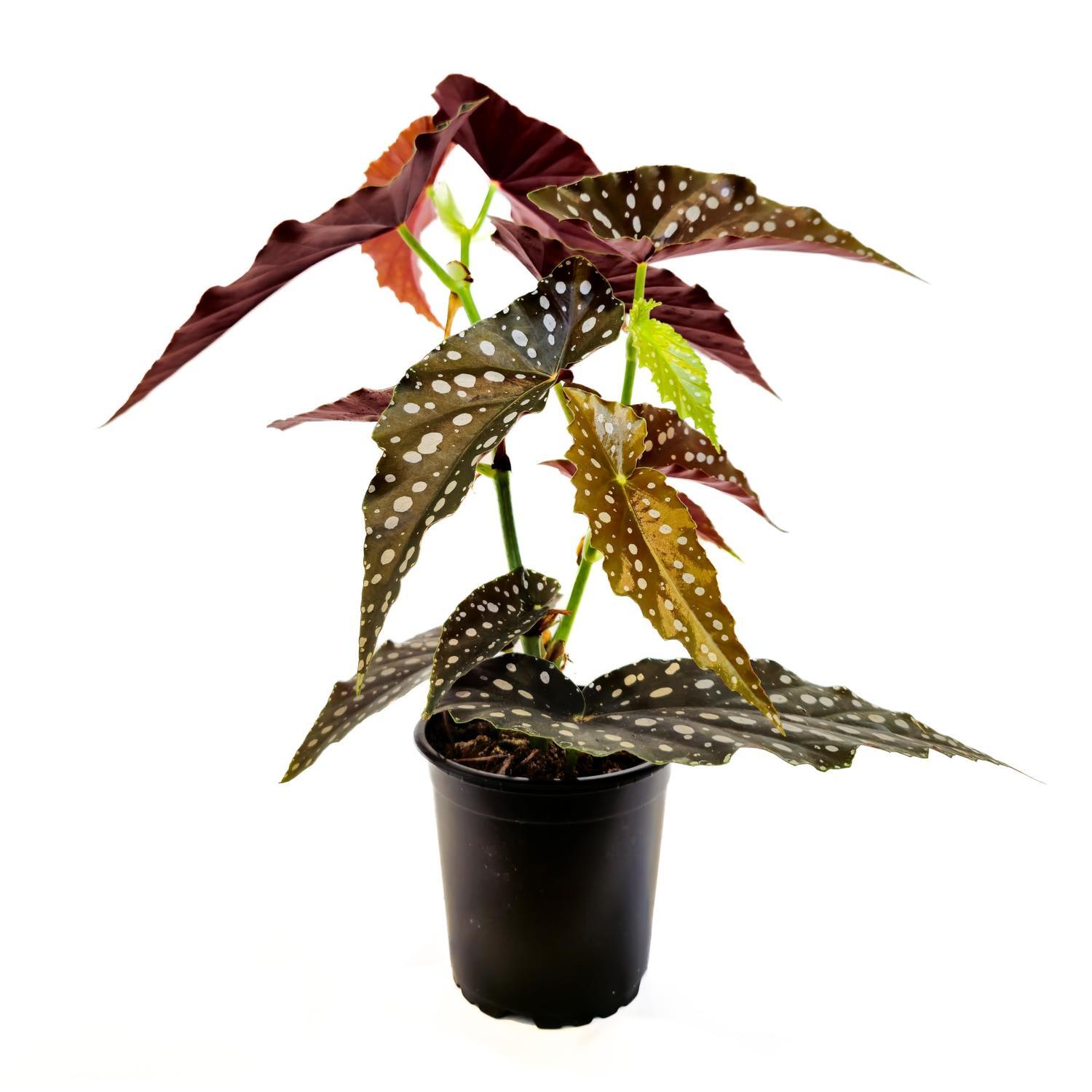 Begonia Maculata
