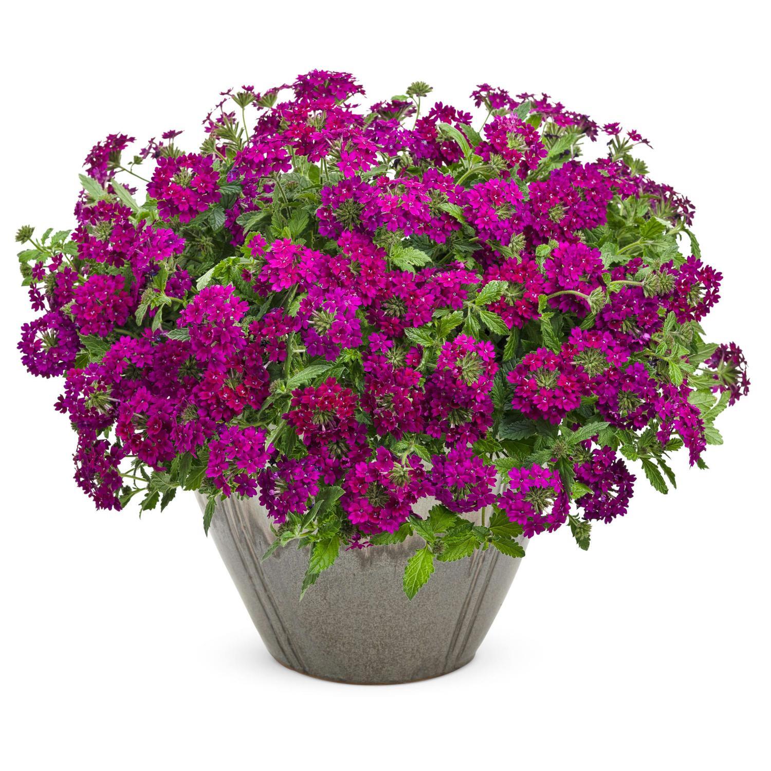 Verbena Royale Plum Wine