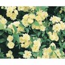 Rosa Banksiae Lutea 3.5 Litre