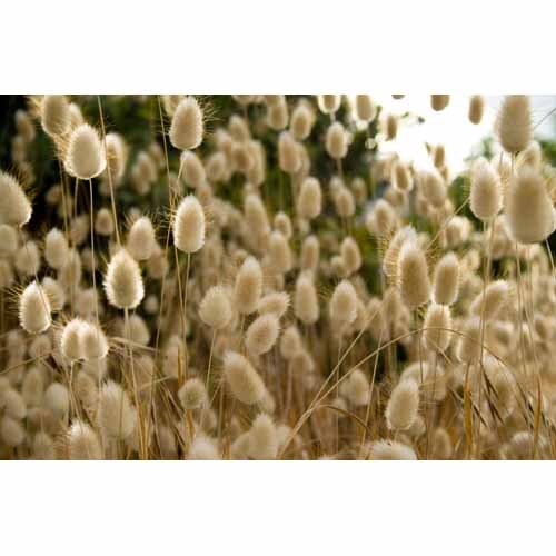 Splashback Beach Bunny Tails