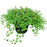 Fuchsia Procumbens  2L