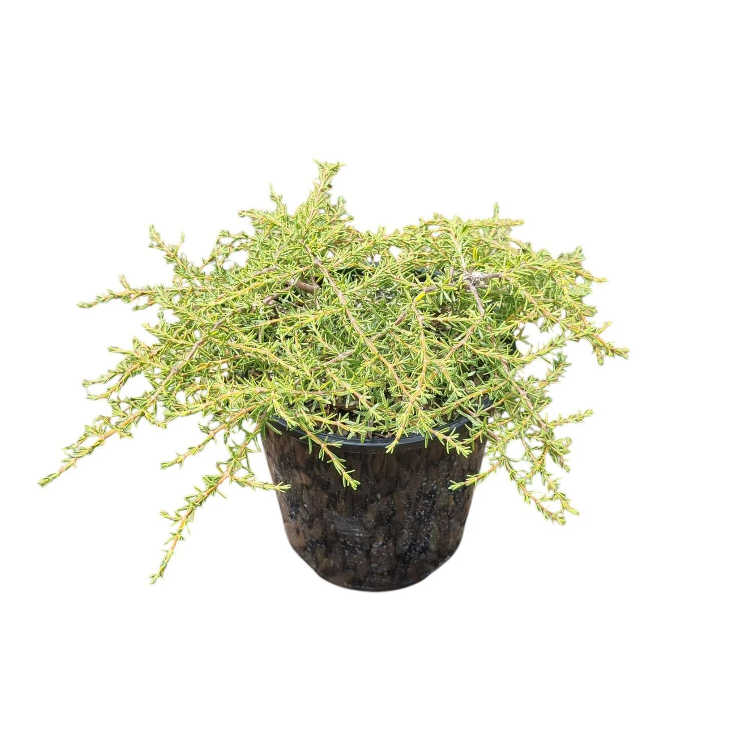Coprosma Acerosa Hawera 2L