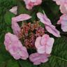 Hydrangea Summer Glow