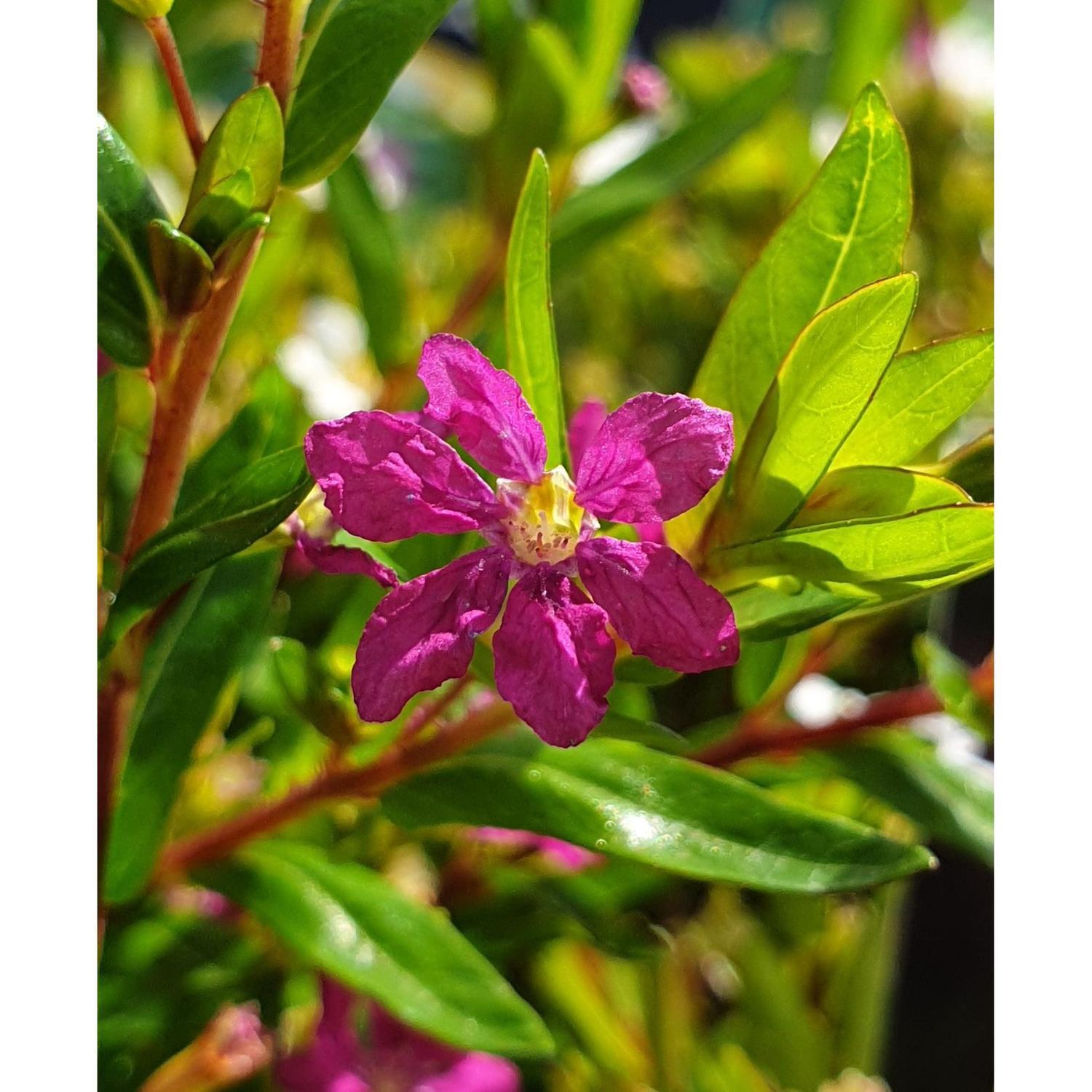 Cuphea Ruby
