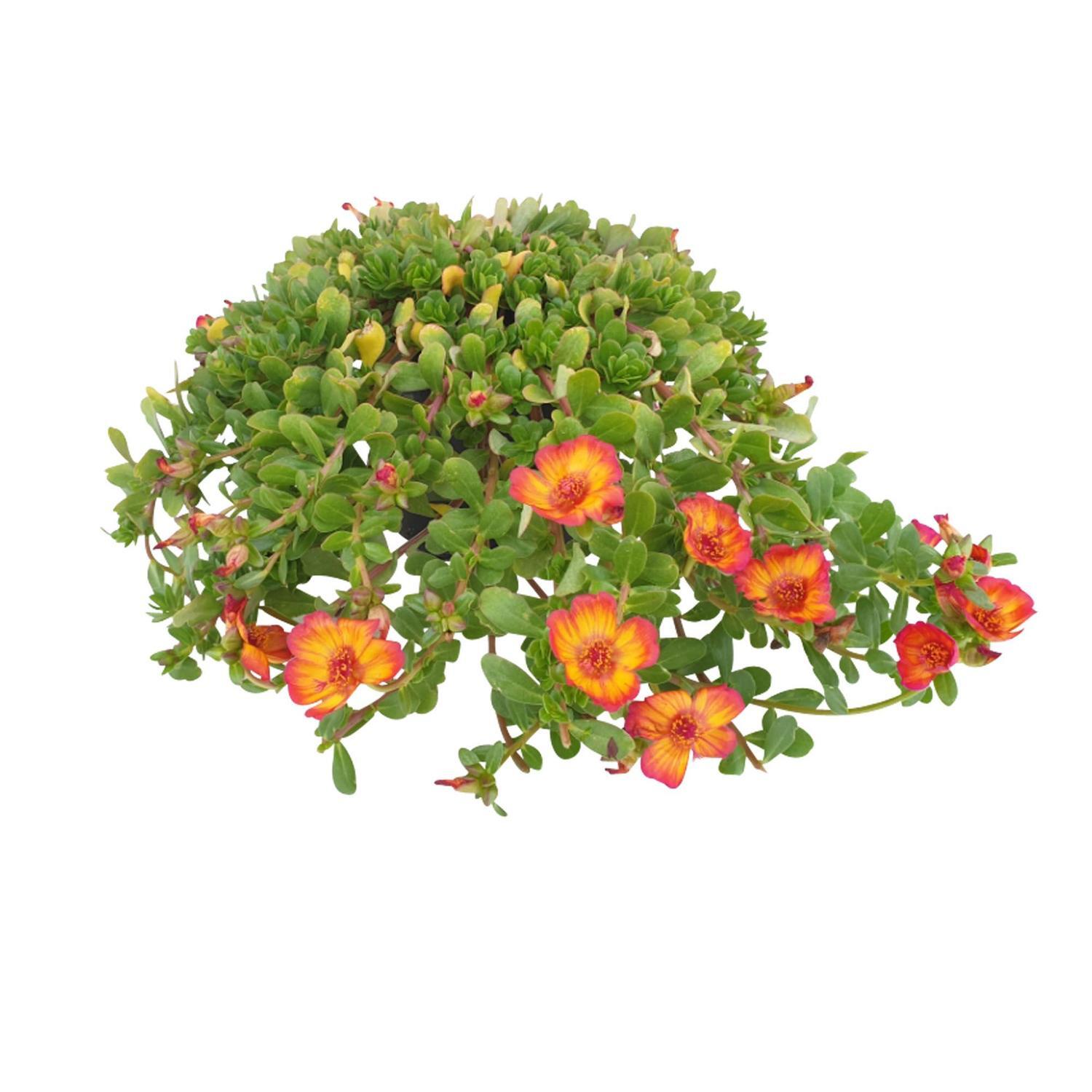Portulaca Pizzaz Sunset