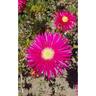 Mesembryanthemum Cherry Red