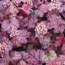 Heuchera Berry Smoothie