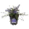 Ceanothus Blue Sapphire 3.3 litre