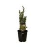 Rosemary Tuscan Blue 1.9 litre