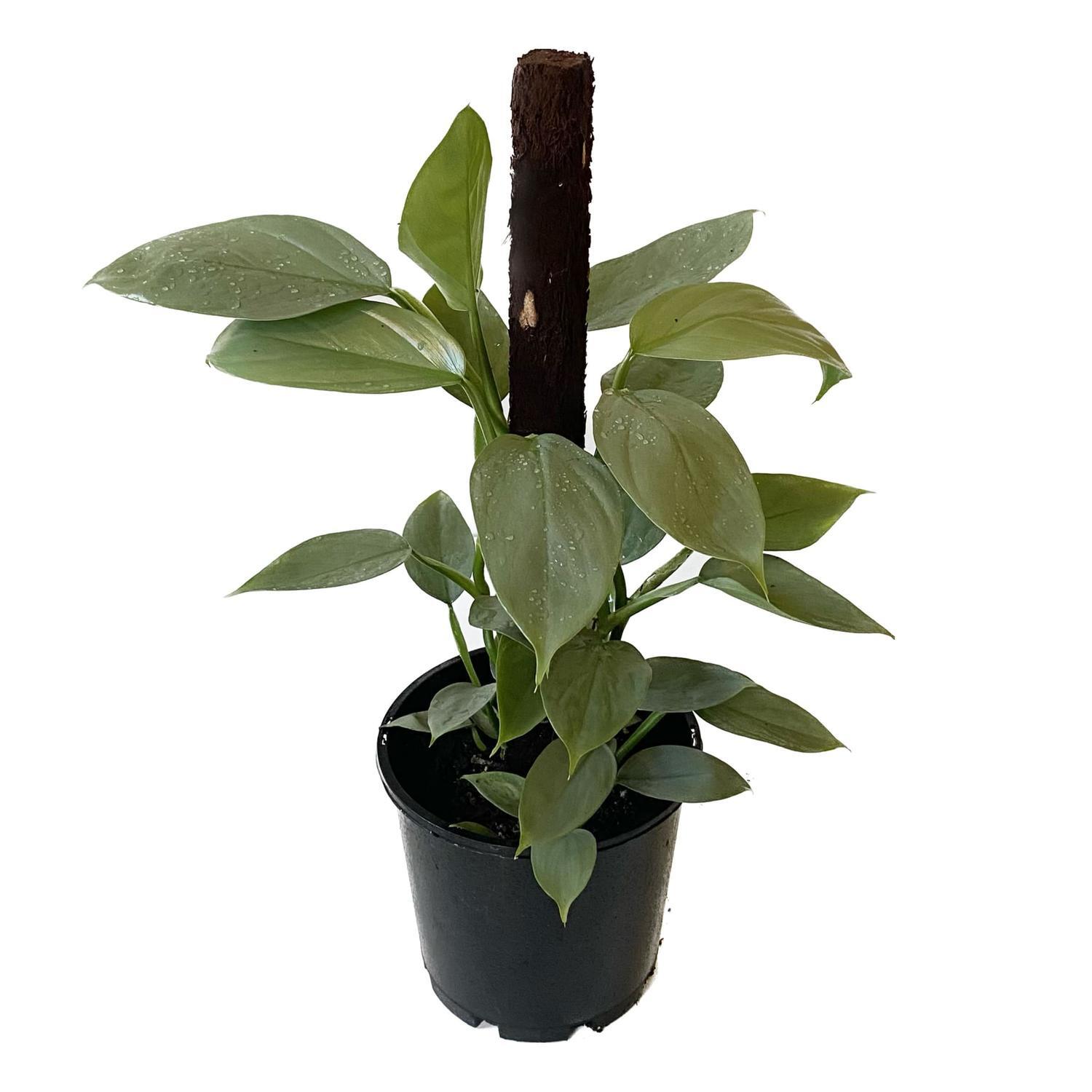 Philodendron Silver Arrow 20cm