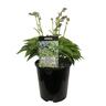 Hosta Blue Cadet