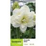 Amaryllis Akiko pack