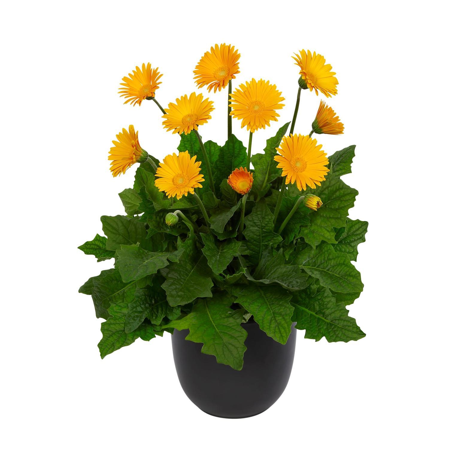 Gerbera Garvinea Sweet Honey