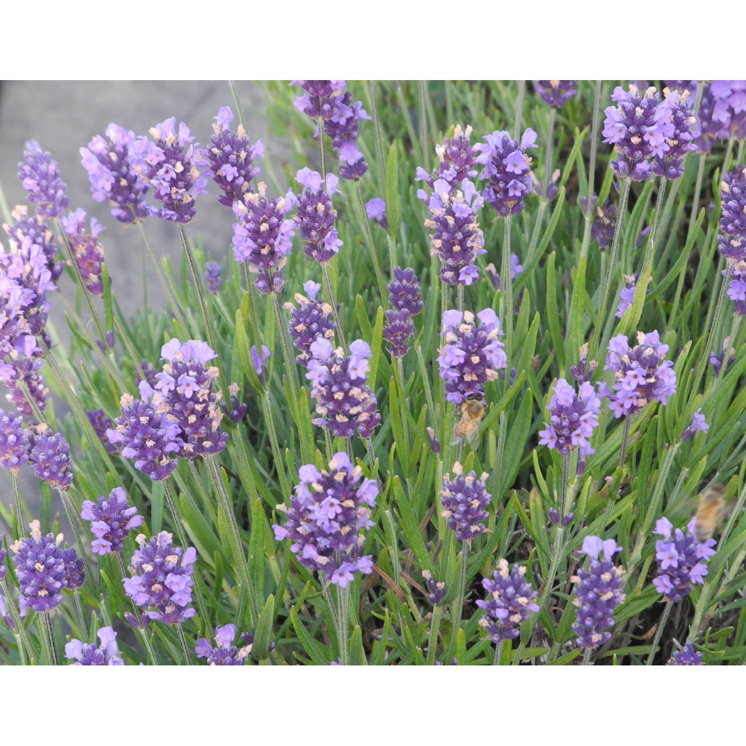 Lavender Foveaux Storm