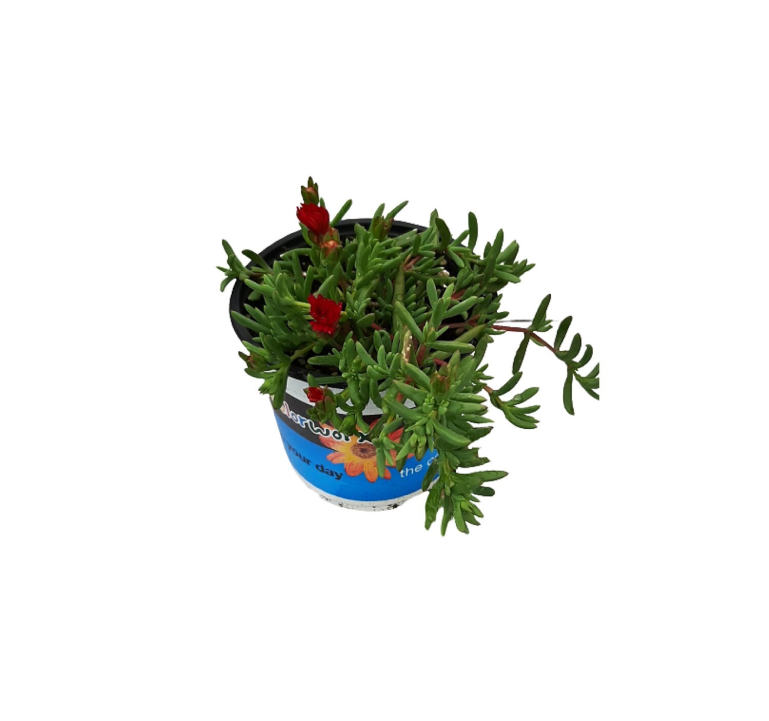 Mesembryanthemum Scarlet