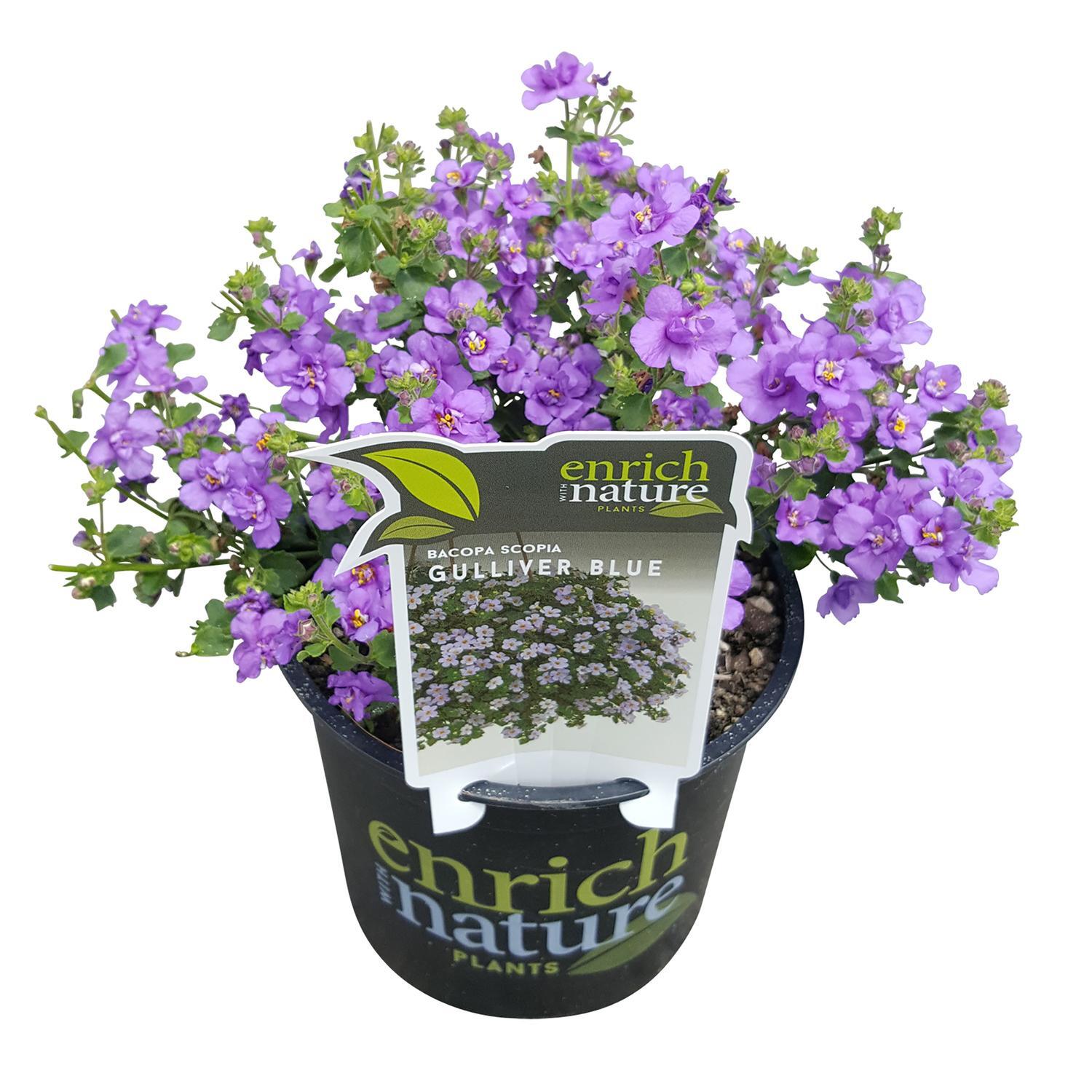 Bacopa Gulliver Blue
