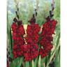 Gladioli Black Star 5 Pack