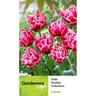 Tulip Peony Columbus 5 pack