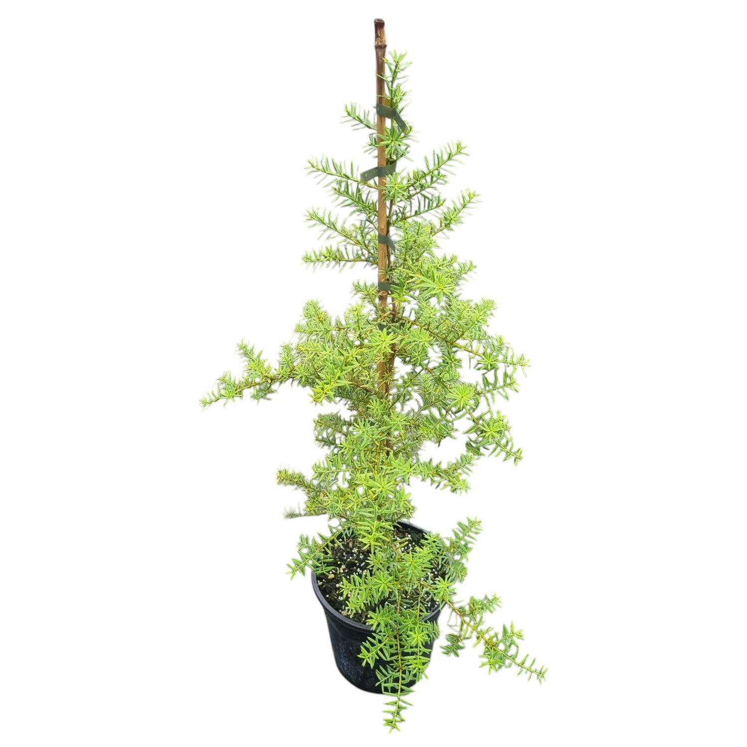 Podocarpus Totara Aurea 'Golden Totara'  4L