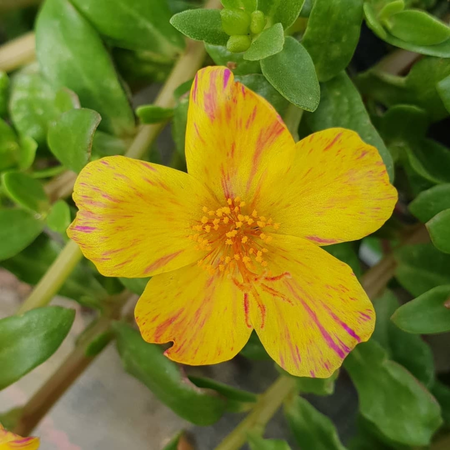 Portulaca Hot Spots Mango Beet