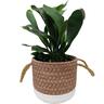 Platycerium Bifurcatum in Ceramic Pot