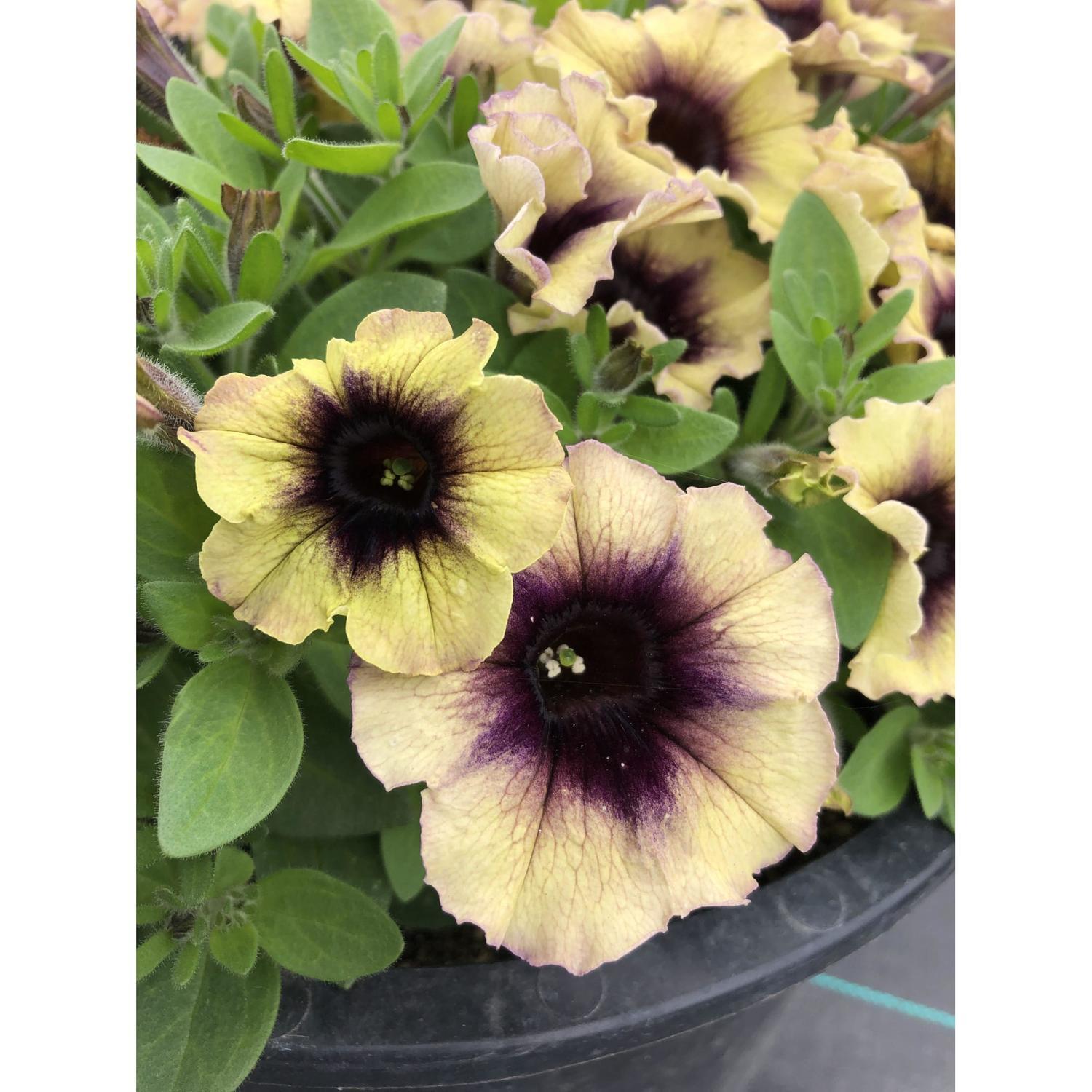 Petunia Heavenly Blackberries & Cream 1.5L