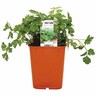 Herb Parsley Italian