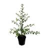 Pittosporum Wrinkle Blue