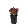 Voodoo Verbena Gala Beauty Red
