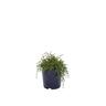 Coprosma Bowling Green