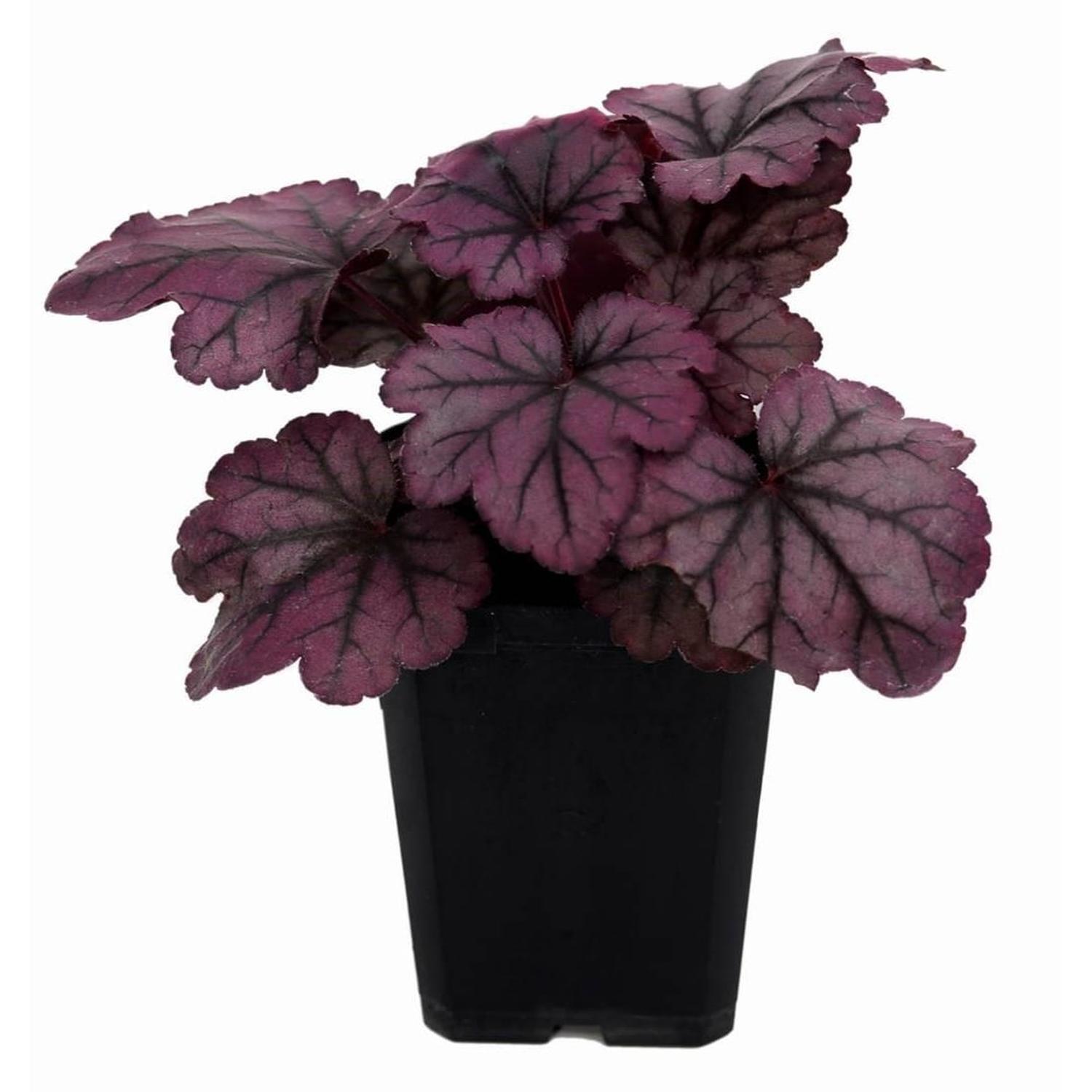 Heuchera Plum Royal