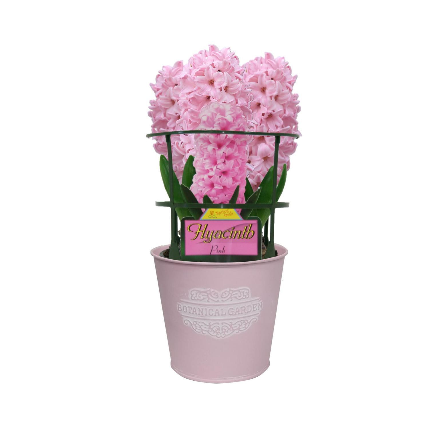 Gift Wrapped Hyacinth