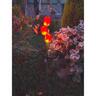 Solar Tulip Stake Light 68.5 cm Warm White