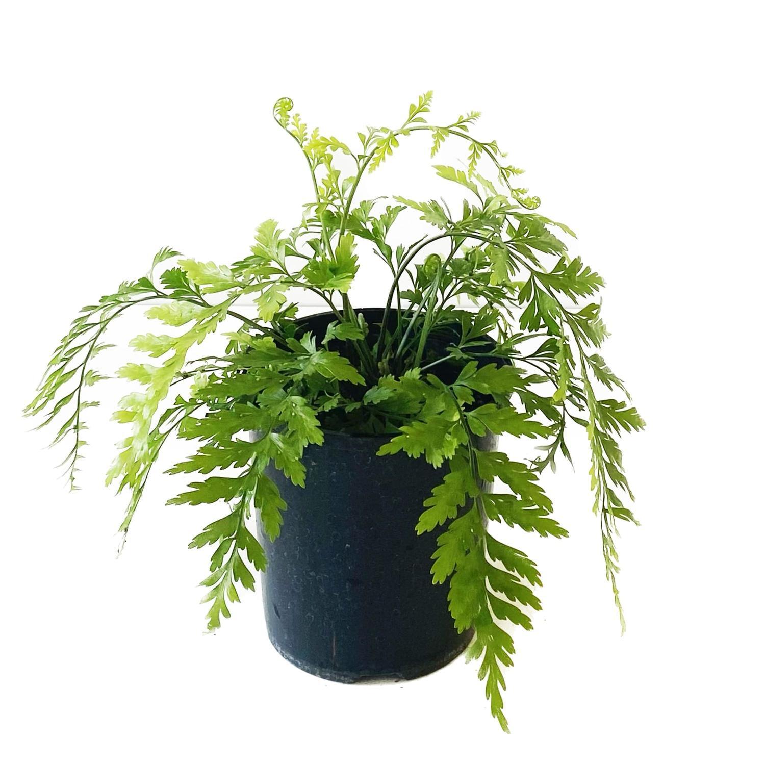 Asplenium Bulbiferum 12cm
