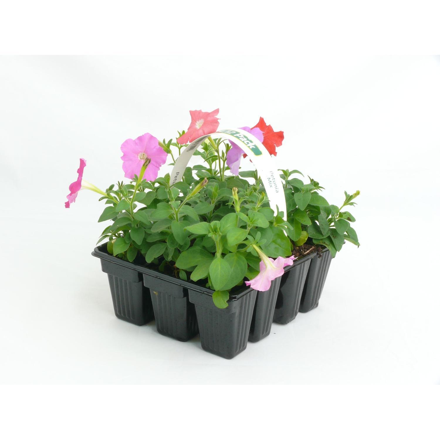 Petunia