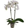 Orchid Phalaenopsis 12cm