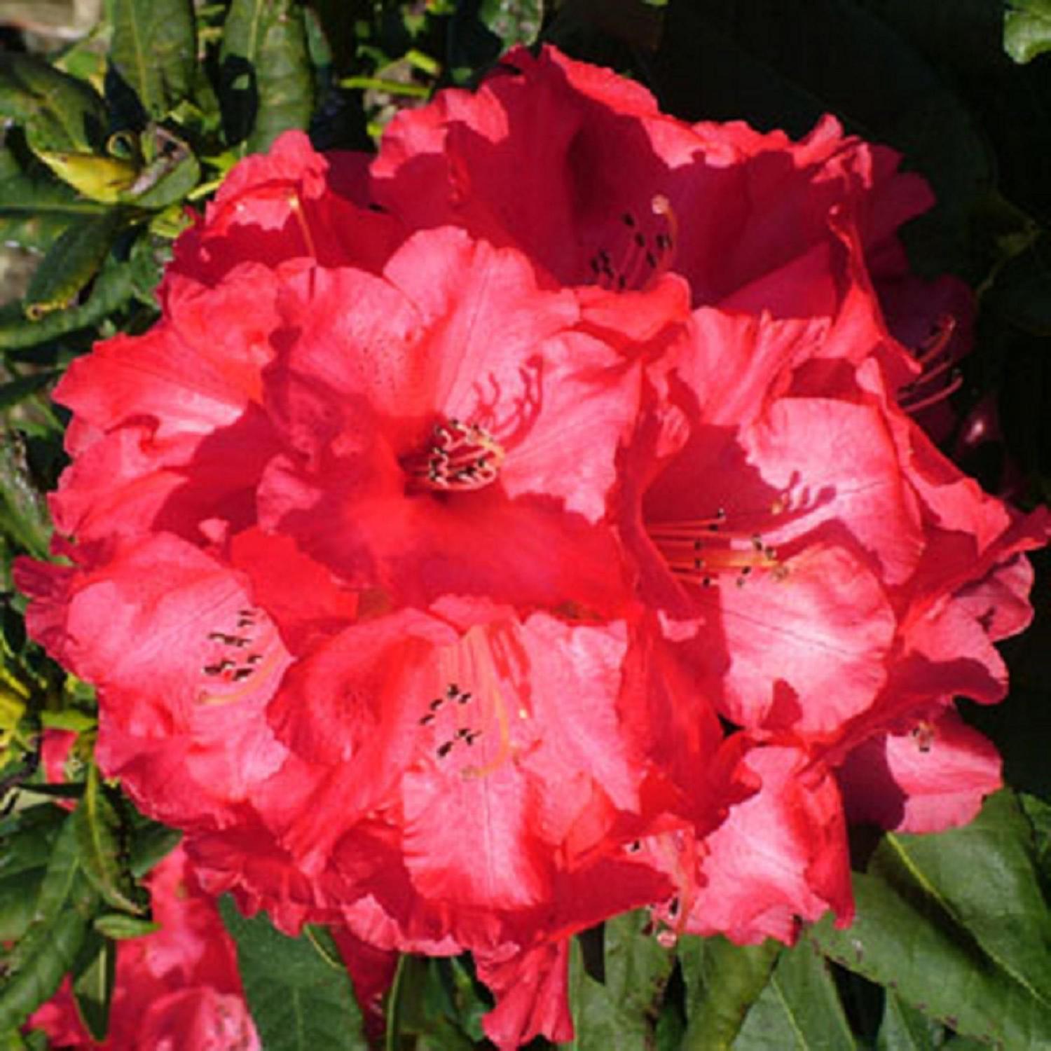 Rhododendron 'Cornubia'