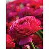 Ranunculus 'Magenta'