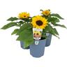 Helianthus Sunny Smile