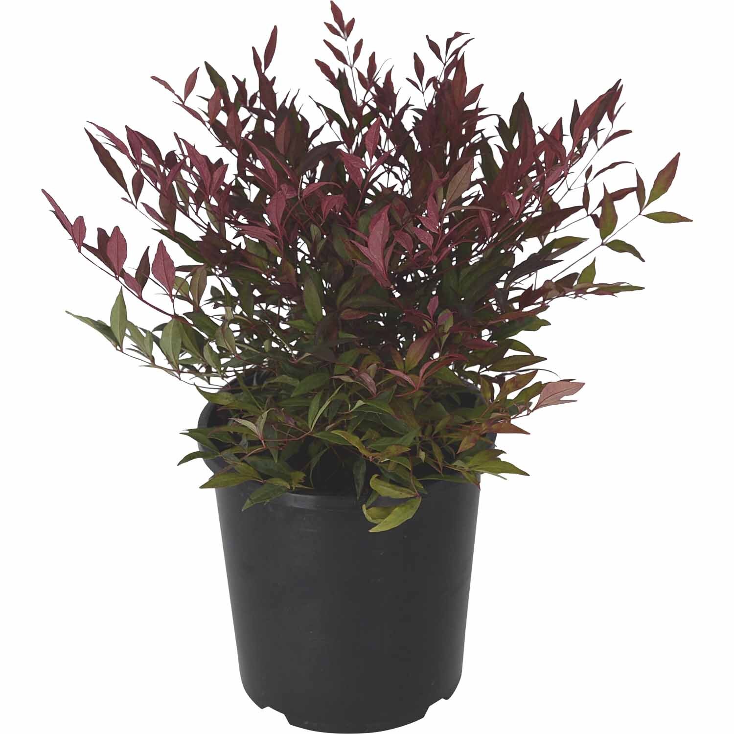 Nandina Obsession PVR