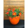 Portulaca ColourBlast Tangerine