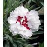 Dianthus Coconut Sundae
