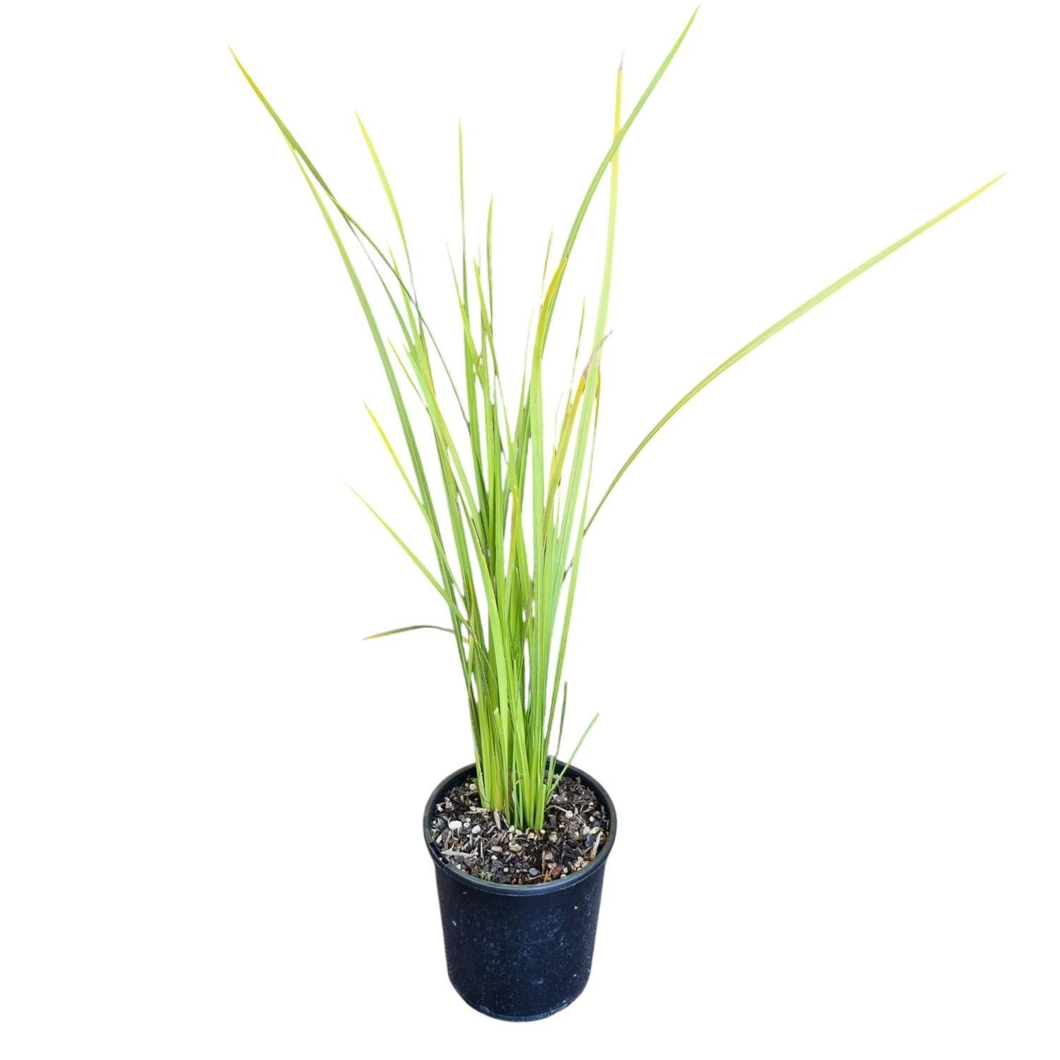 Dietes Bicolor 2L