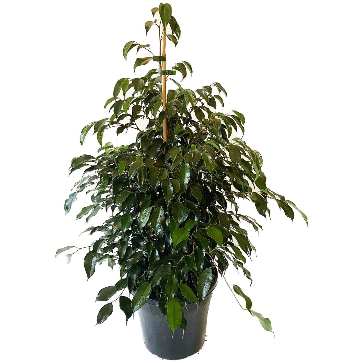 Ficus Evergreen 25cm