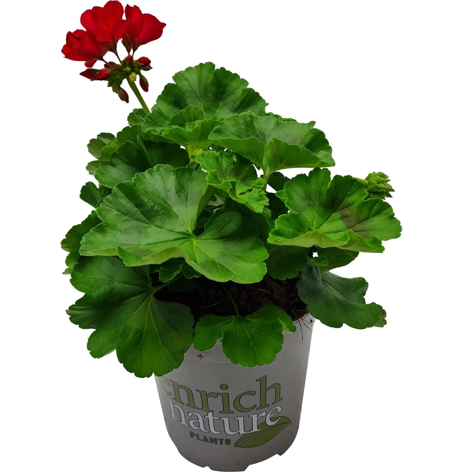 Pelargonium Big Eeze